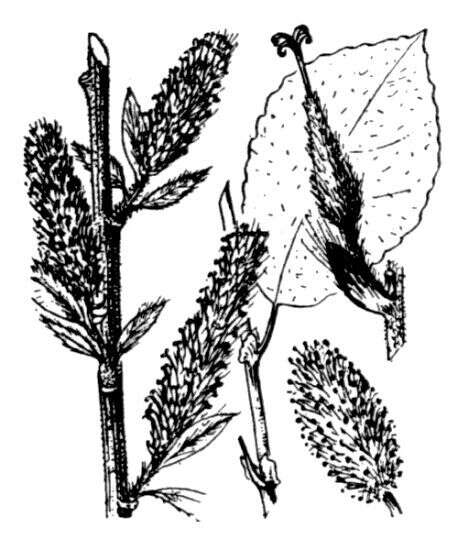 Image of dark-leaved willow