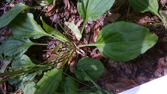 Image of blackseed plantain