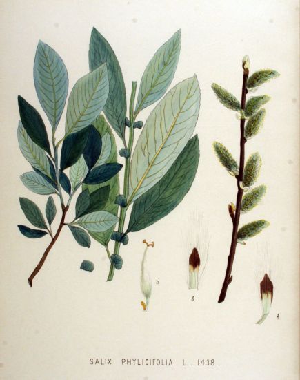 tea-leaved willow - Encyclopedia of Life