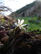 Image of Narcissus serotinus L.