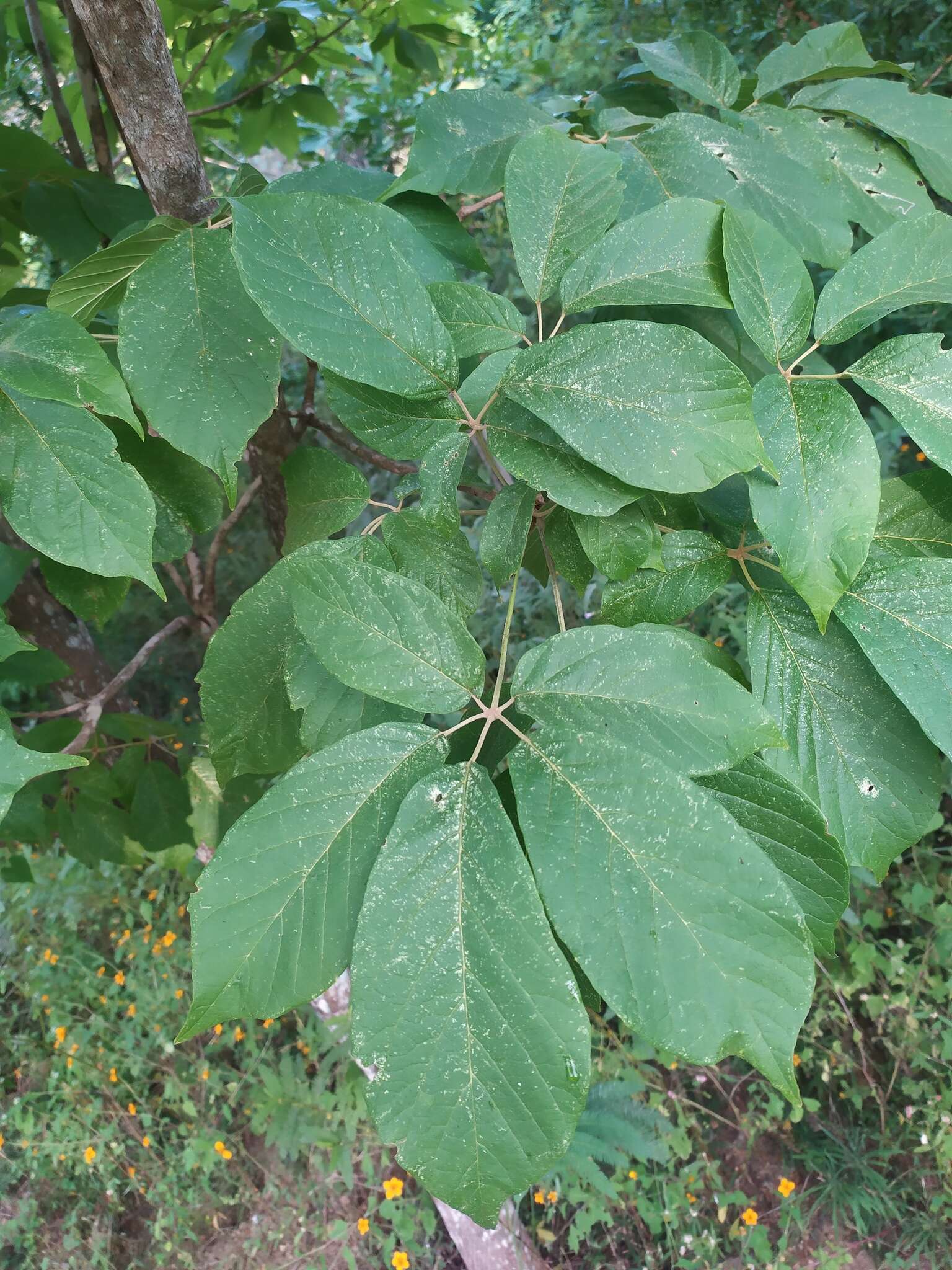 Image of Yellow trumpet tree