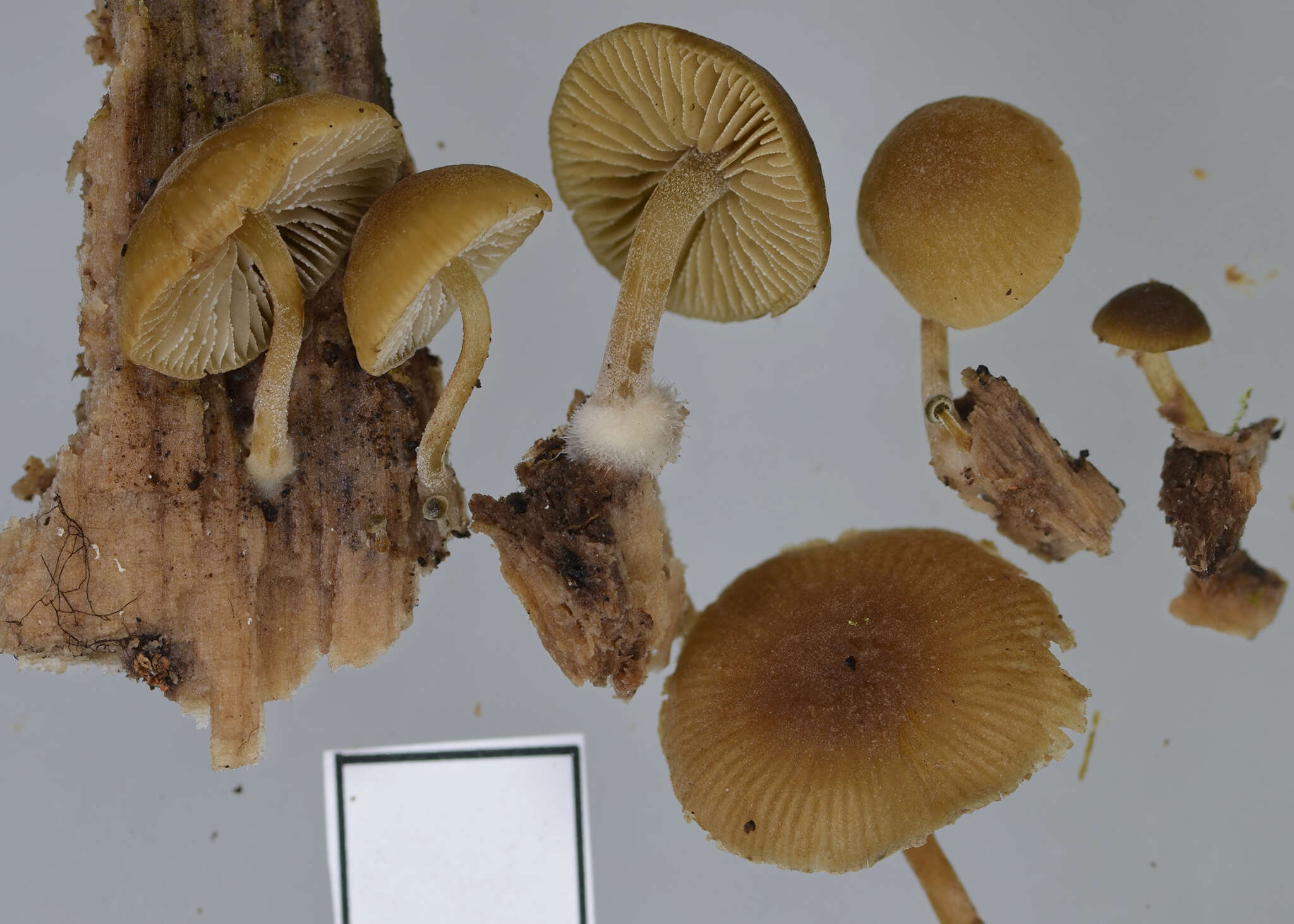 <i>Simocybe largispora</i>的圖片