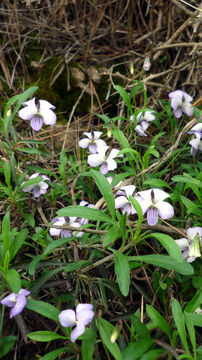 Image of tree violet