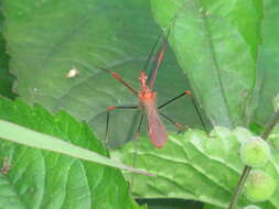 Image of Ricolla quadrispinosa (Linnaeus 1767)