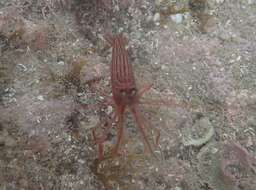 Image of Indian lined shrimp