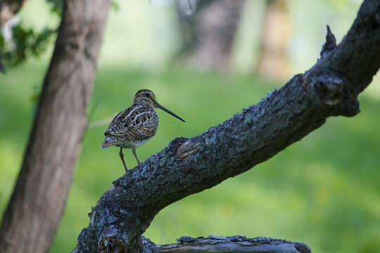 Image of Swinhoe's Snipe