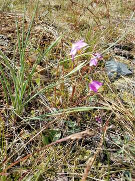 Image of Douglas' grasswidow