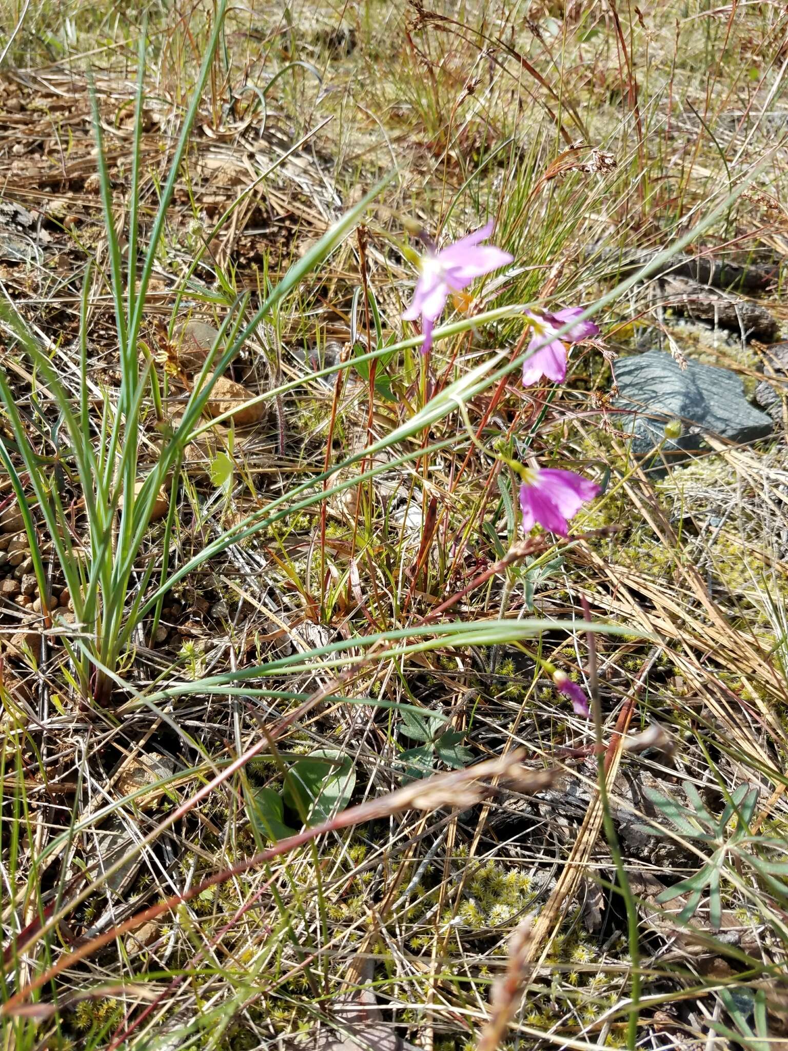 Image of Douglas' grasswidow