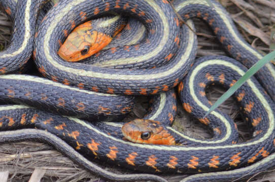 Plancia ëd Thamnophis sirtalis concinnus (Hallowell 1852)