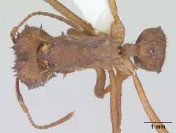 Imagem de Acromyrmex subterraneus (Forel 1893)