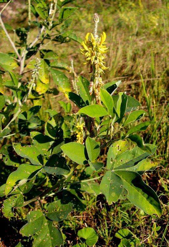 Image of Crotalaria pallida var. pallida