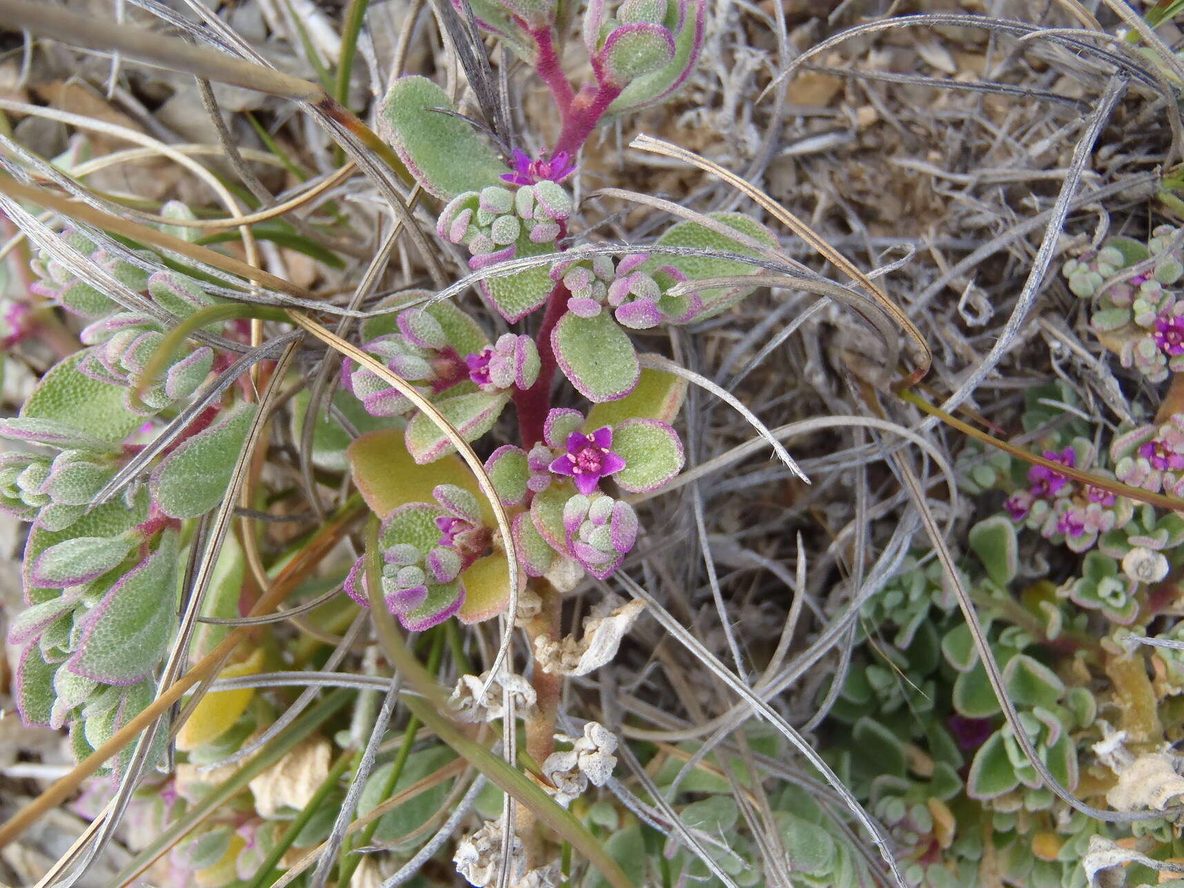 Image of Aizoon sarcophyllum (Fenzl ex Harv. & Sond.) Klak