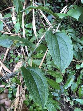 Слика од Smilax riparia A. DC.