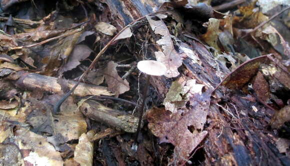 Image of Entoloma conicum (Sacc.) Hesler 1967