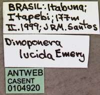 Dinoponera lucida Emery 1901的圖片