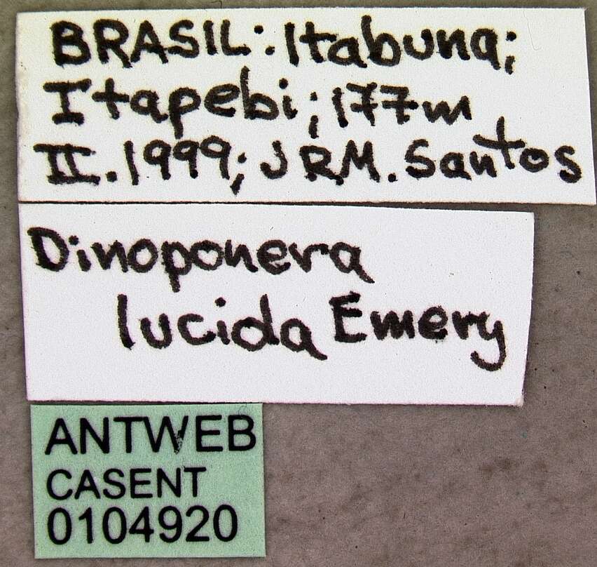 Dinoponera lucida Emery 1901的圖片