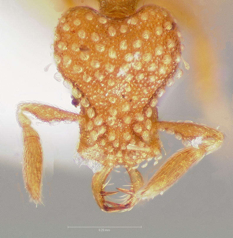 Image of Strumigenys emmae