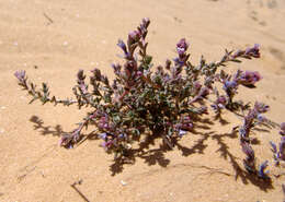 Image of Echiochilon fruticosum Desf.