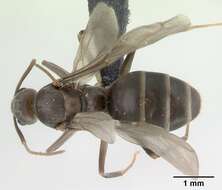 Image of Black Crazy Ant