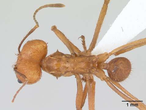 Image of Leaf-cutter ant