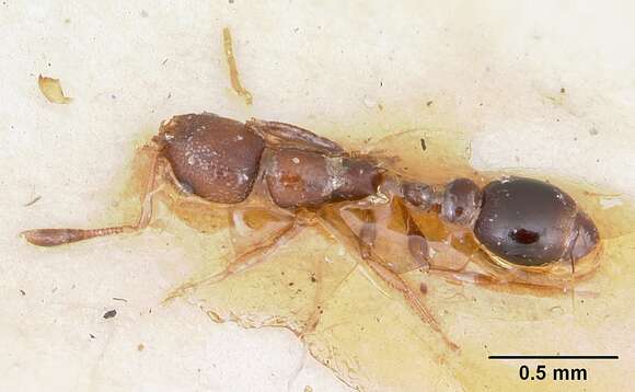 Image of Ant