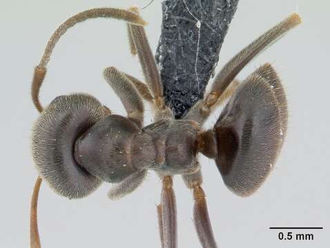 Image of Small black ant