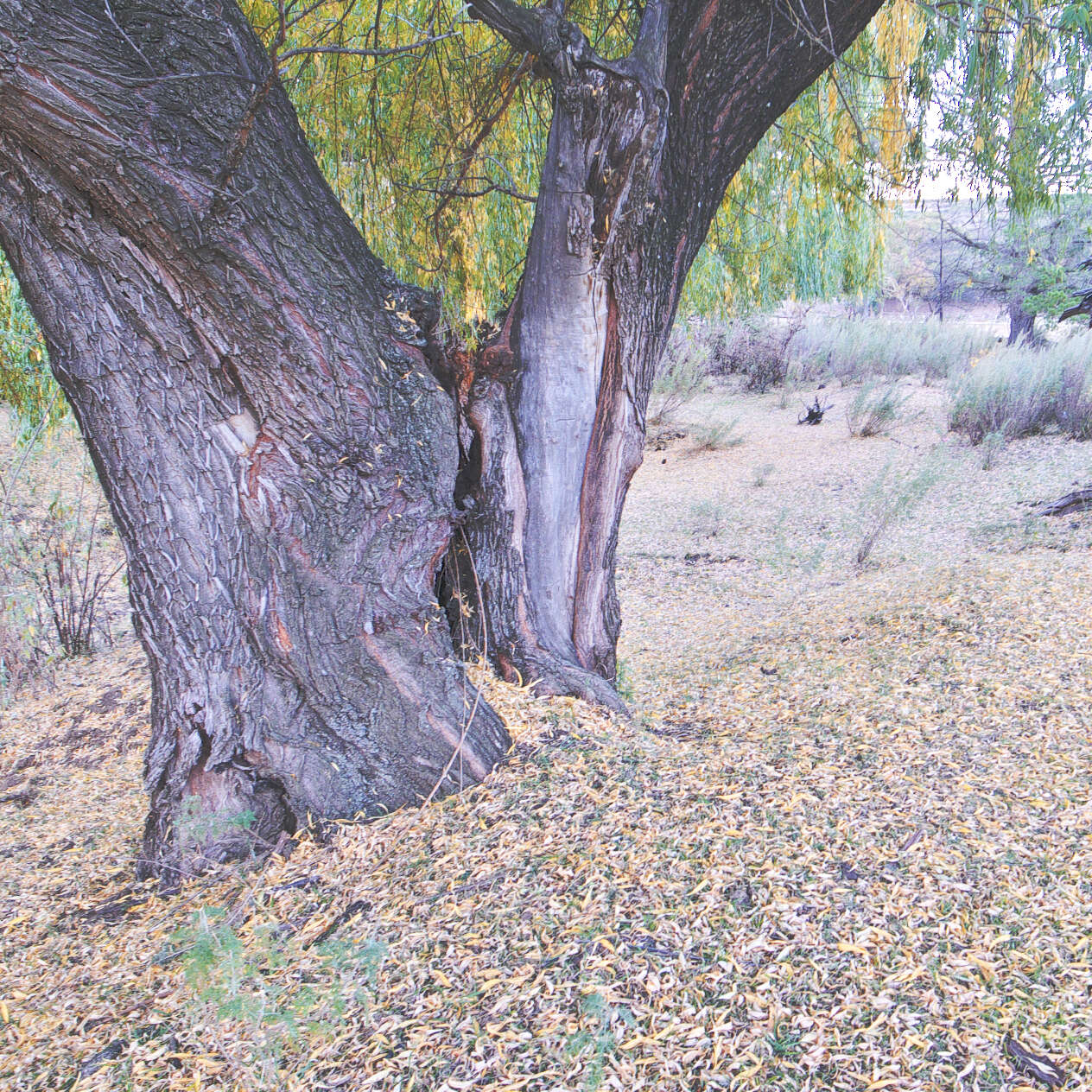 Image of <i>Salix babylonica</i> var. <i>lavallei</i> Dode