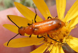 Image of Nemognatha (Pauronemognatha) nigripennis Le Conte 1853