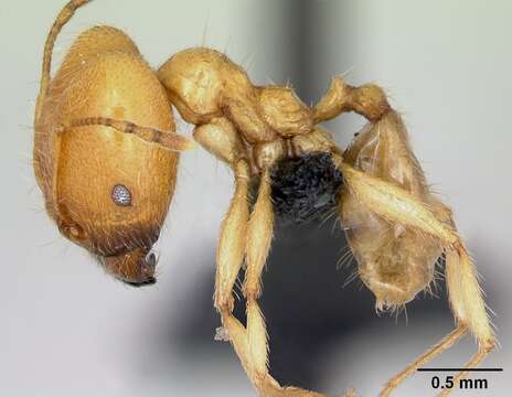 Image of Pheidole pallidula (Nylander 1849)