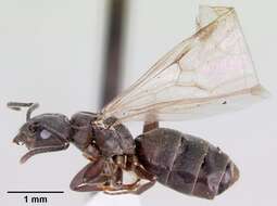 Image of Odorous House Ant