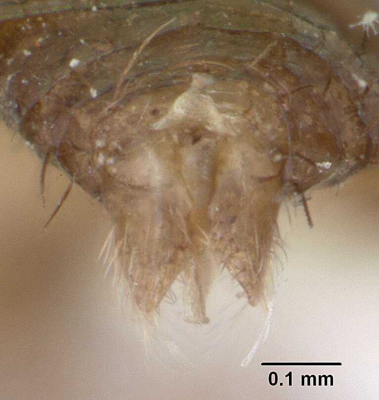 Image of Paratrechina pubens (Forel 1893)