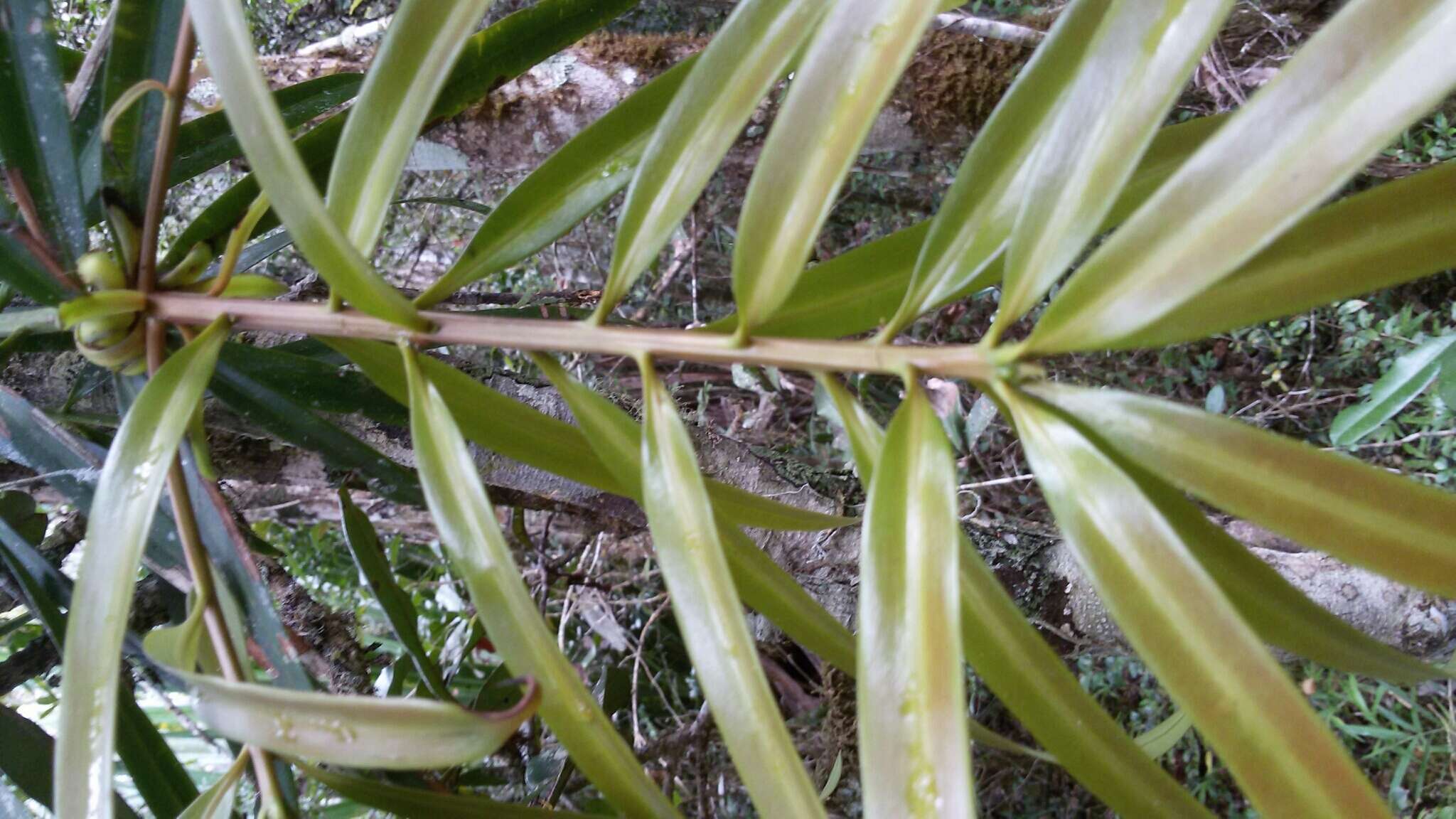 Image of Podocarpus madagascariensis Baker