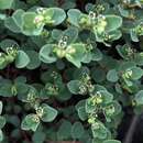 Слика од Euphorbia orbiculata Kunth