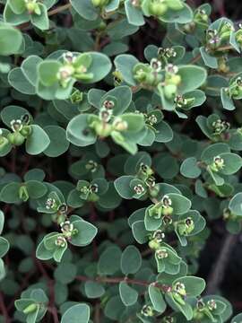 Слика од Euphorbia orbiculata Kunth