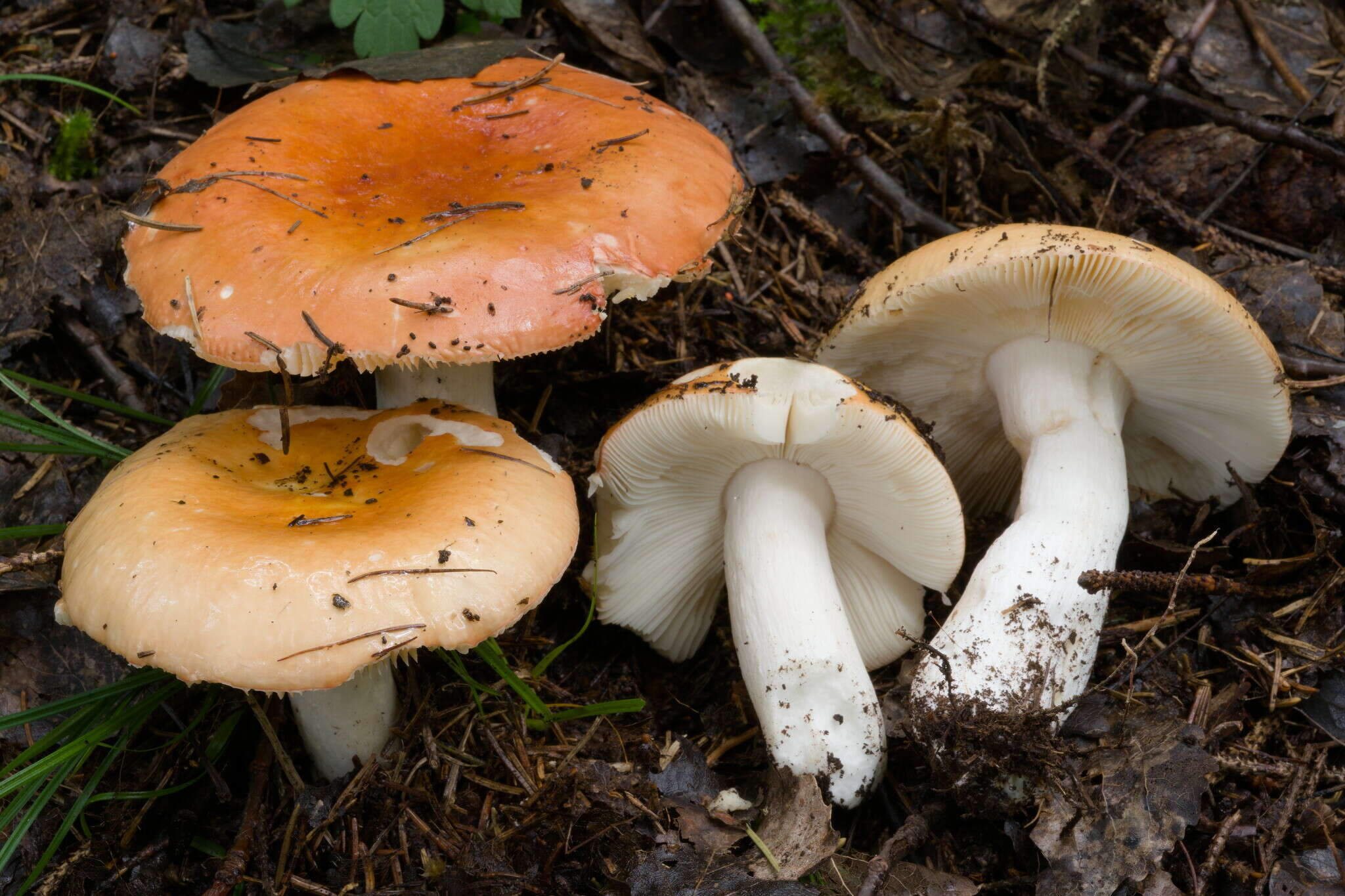 Image of Russula aurantioflammans Ruots., Sarnari & Vauras 1998