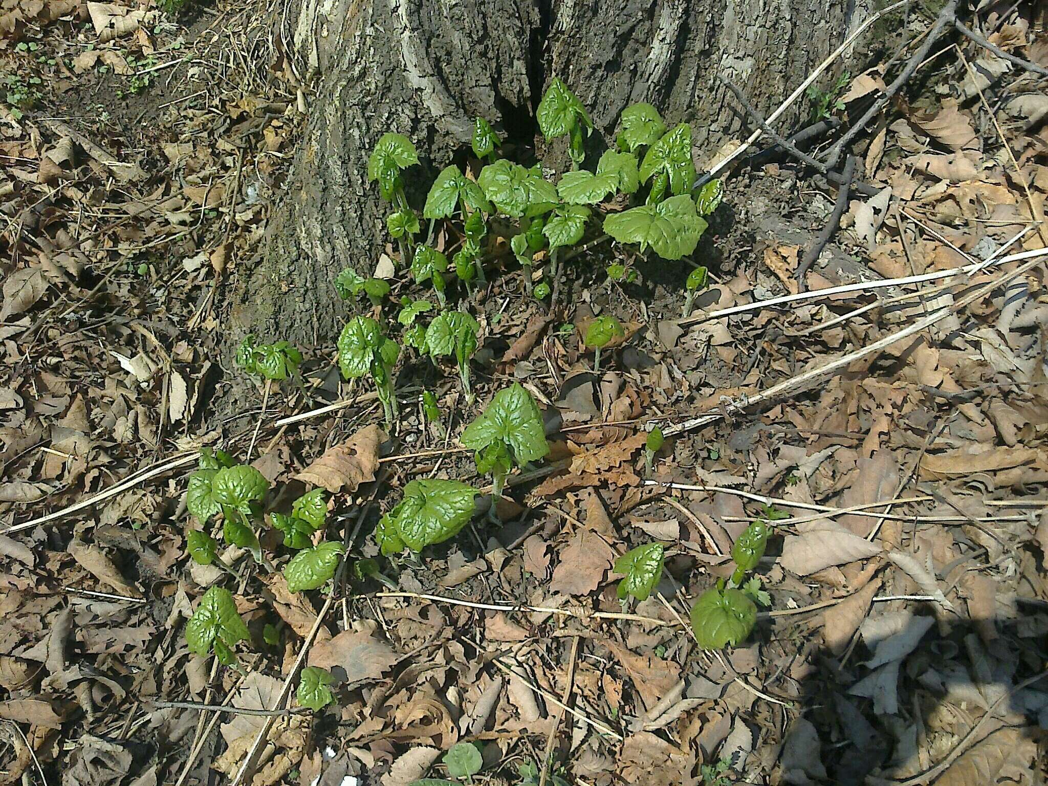 Image of Parasenecio praetermissus (Pojark.) Y. L. Chen