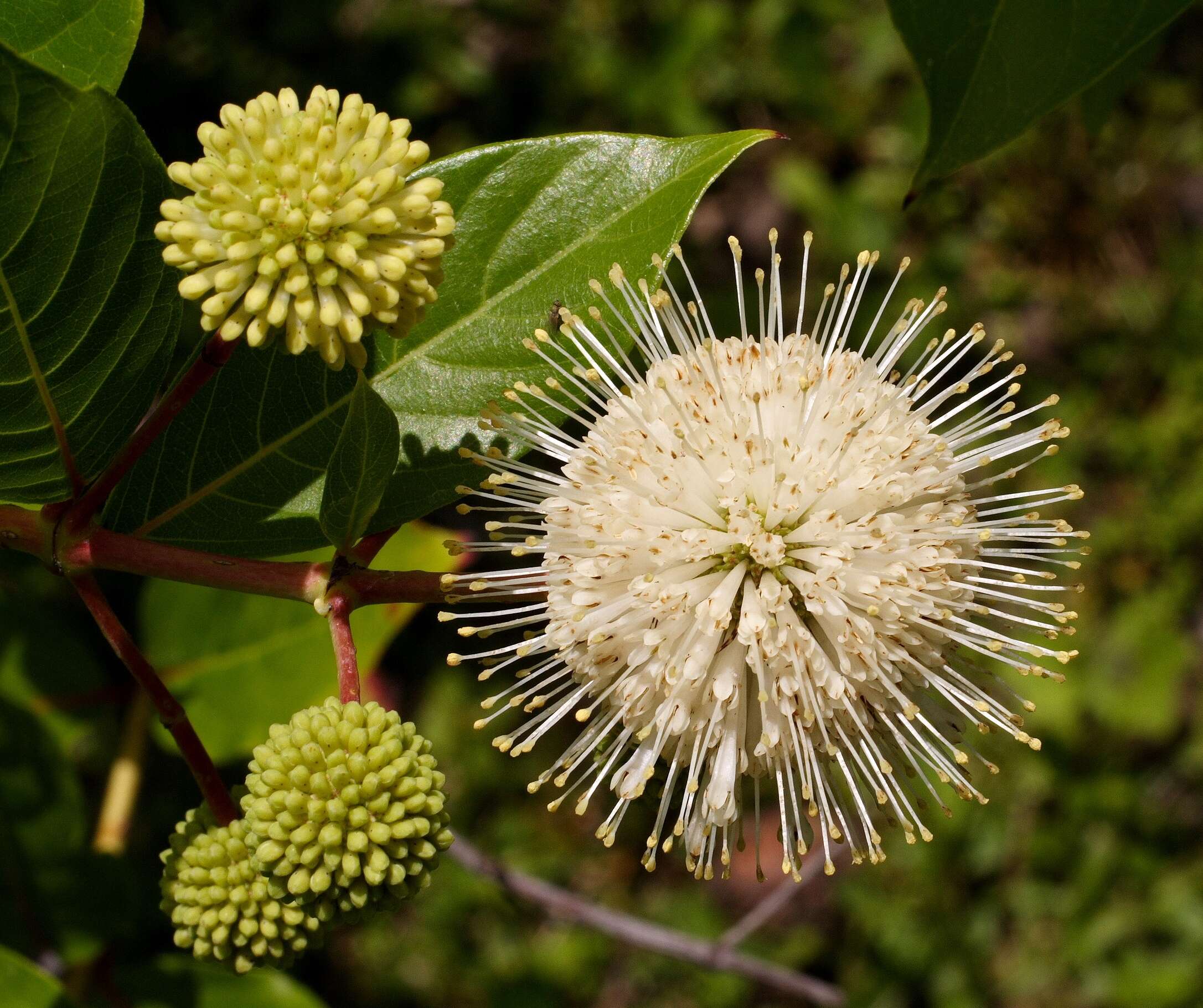 Image of common buttonbush