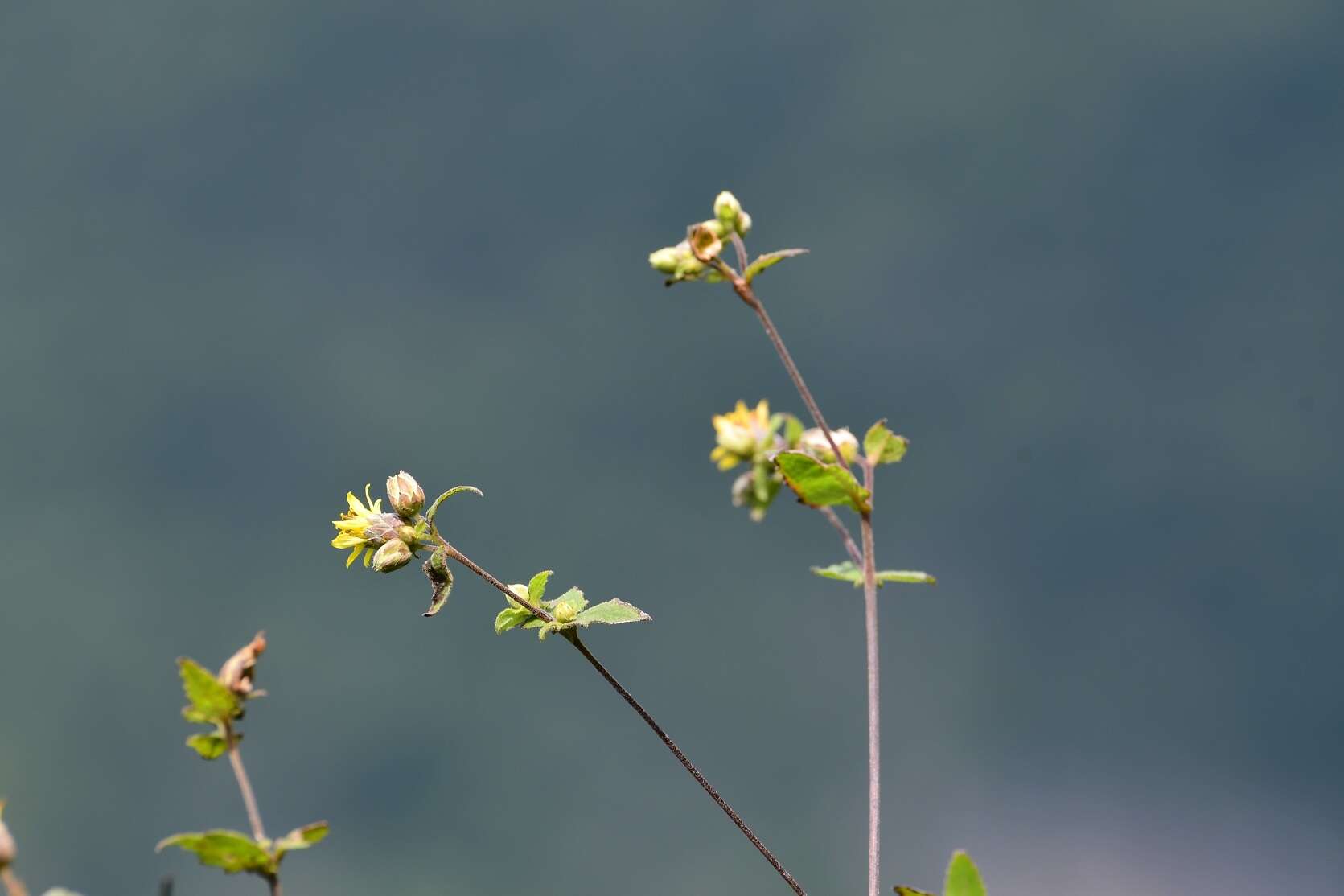 Image of Calea jamaicensis (L.) L.