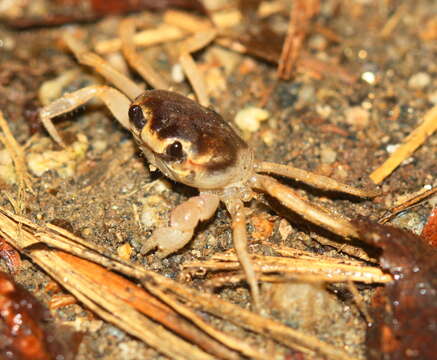 Image of Mexican Land Crab