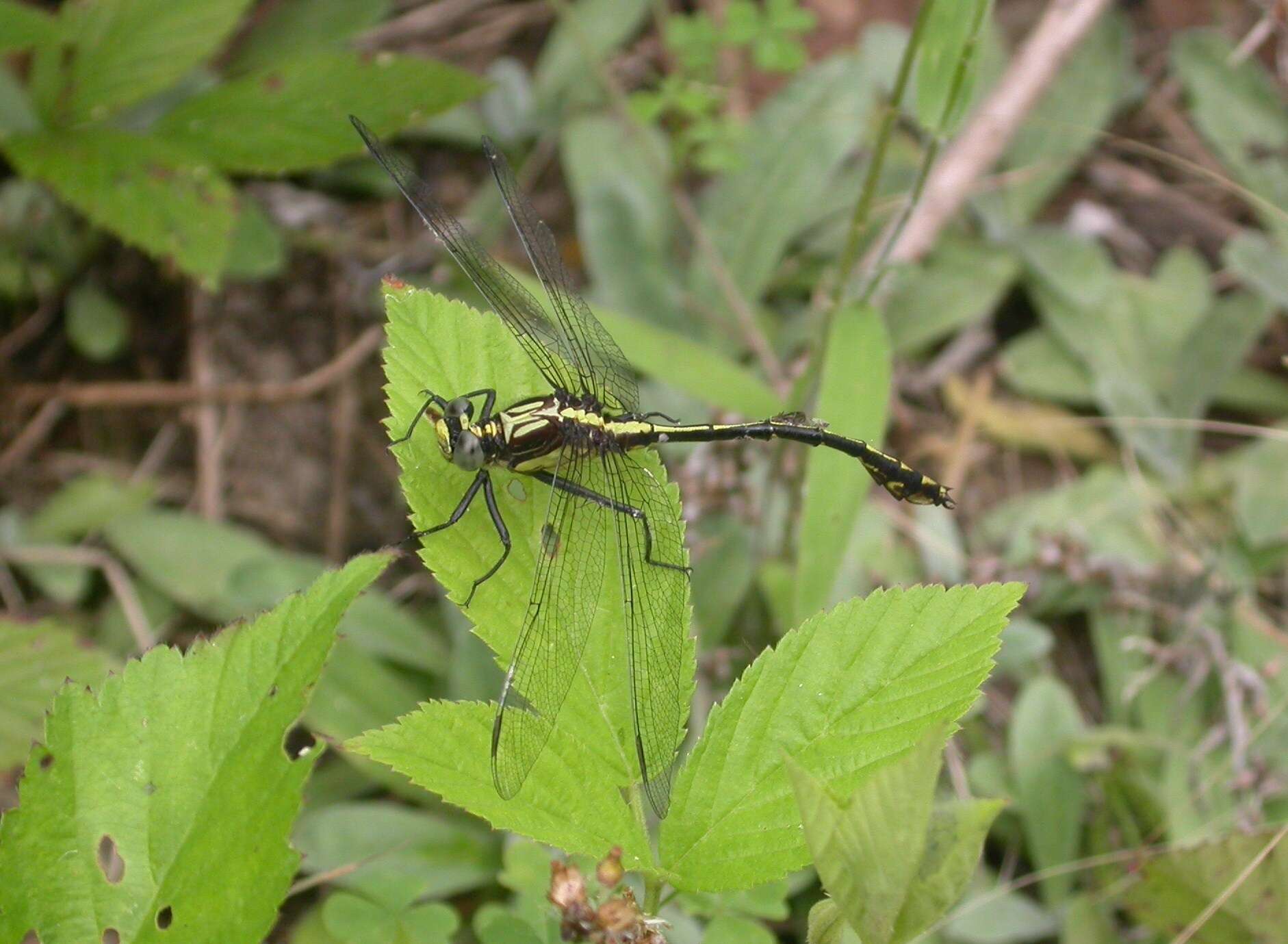 صورة Dromogomphus Selys 1854