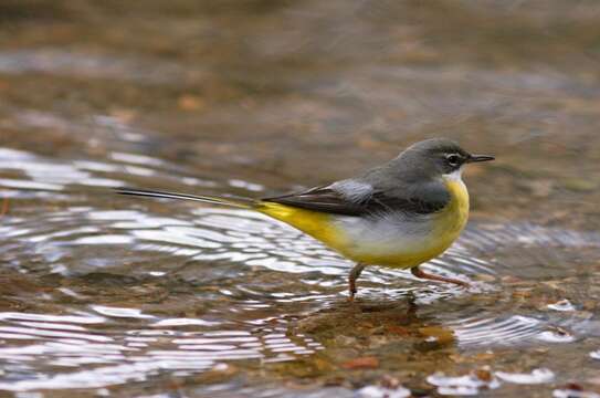 Image of Grey Wagtail