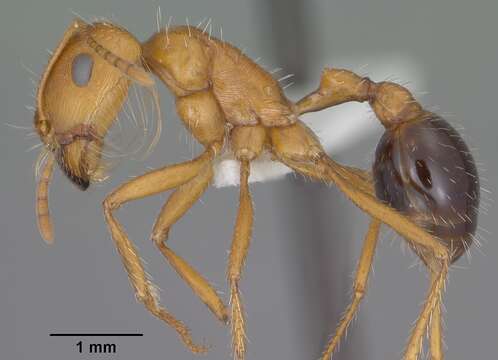 Image of California Harvester Ant