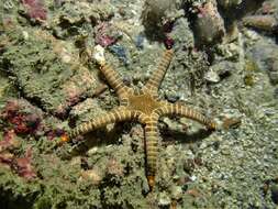 Image of Double Sea Star