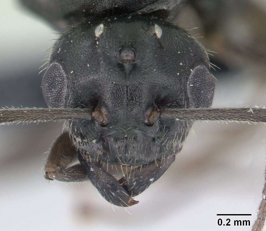 Image of Small black ant