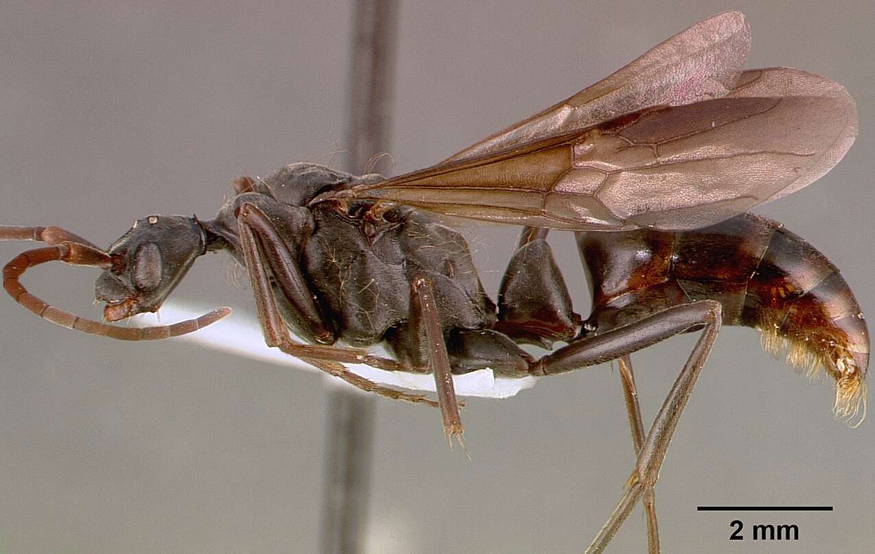 Image of Matabele ant