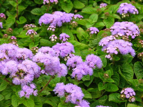 Imagem de Ageratum houstonianum Mill.