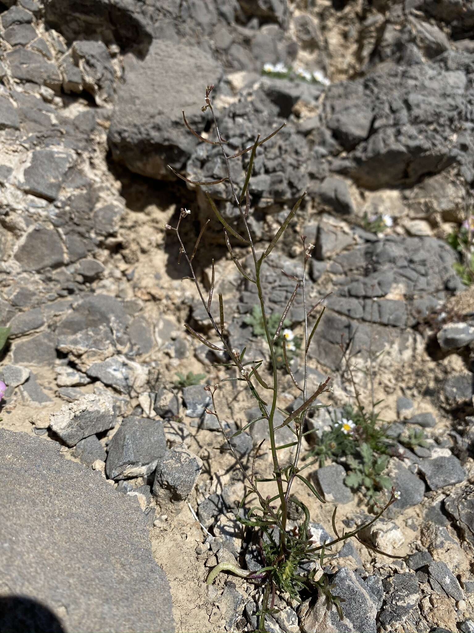 Image of desert winged rockcress