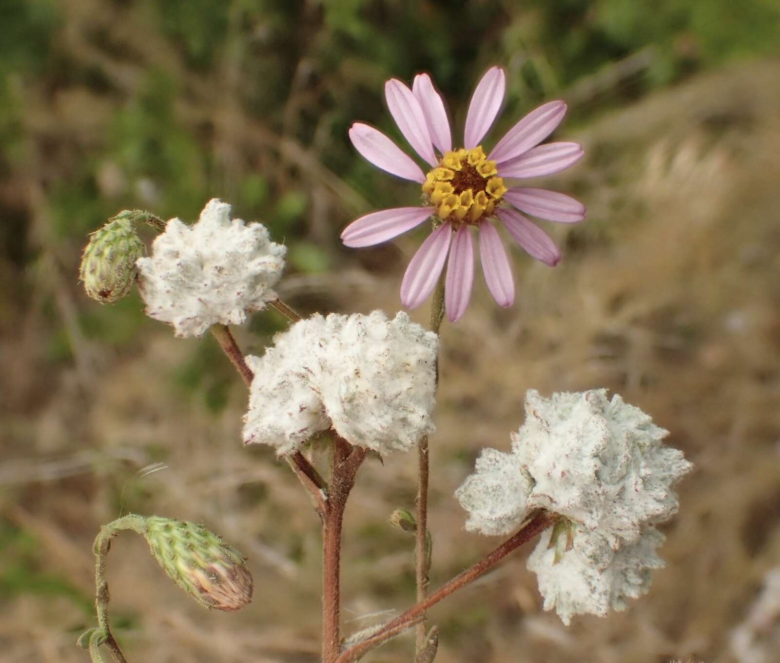 Sivun <i>Corethrogyne <i>filaginifolia</i></i> var. filaginifolia kuva