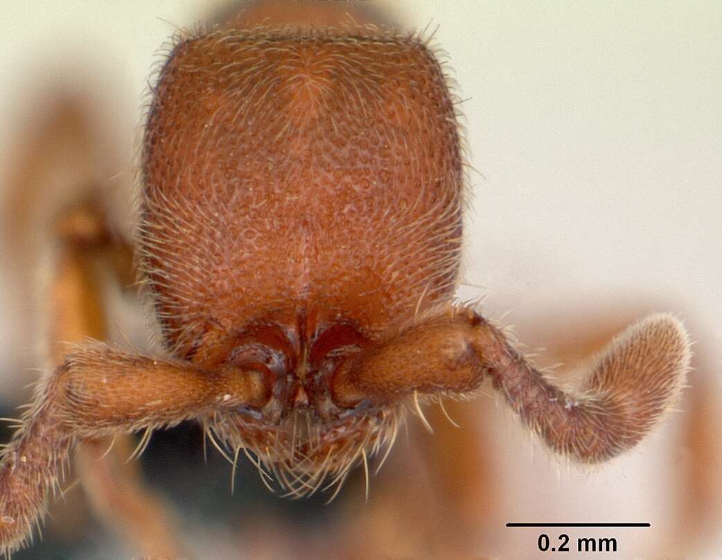 Image of Ant