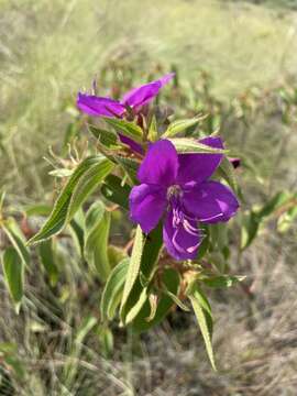 Imagem de Rhynchanthera grandiflora (Aubl.) DC.